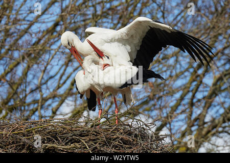 Nahaufnahme der beiden Zusammengehörenden, Störche auf einem Nest hoch oben in einem Baum, besetzt für die Nachwelt Stockfoto