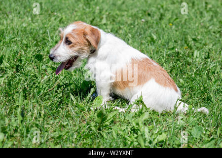 Süße Jack Russell Terrier Welpen sitzt auf einer grünen Wiese. Heimtiere. Reinrassigen Hund. Stockfoto