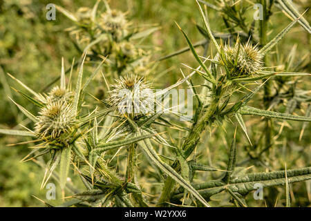 Stachelige Grüne wilde Blume Wooly Thistle Cirsium Eriophorum Stockfoto