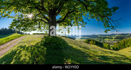 Sonne scheint durchs Blätterdach von grossem Laubbaum im Emmental bei Hasle-Rüegsau, mit Blick auf die Berner Alpen Stockfoto