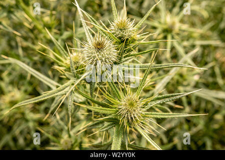 Stachelige Grüne wilde Blume Wooly Thistle Cirsium Eriophorum Stockfoto