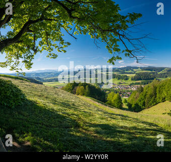 Sonne scheint durchs Blätterdach von grossem Laubbaum im Emmental bei Hasle-Rüegsau, mit Blick auf die Berner Alpen Stockfoto