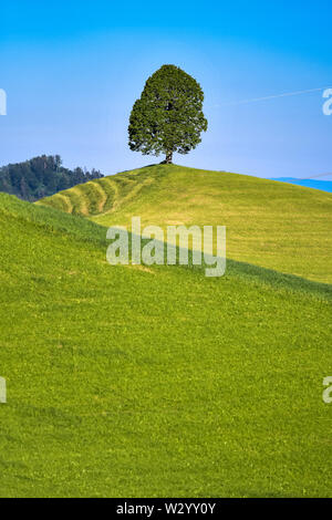 Einsamer Baum auf Hügel im Emmental Stockfoto