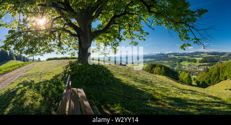 Sonne scheint durchs Blätterdach von grossem Laubbaum im Emmental bei Hasle-Rüegsau, mit Blick auf die Berner Alpen Stockfoto