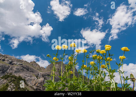 Landschaft mit europäischen globeflowers zwischen Oeschinensee Bergstation Oeschinensee See, Kandersteg, Berner Oberland, Kanton Bern, Switzerla Stockfoto