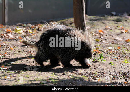 Neue Welt Stachelschwein auf der Suche nach Essen Stockfoto