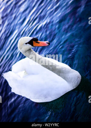 Elegante und anmutiger Schwan in Genf Schweiz Schwimmen im Genfer See Stockfoto