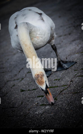 Elegant und anmutig baby Schwan in Genf in der Schweiz, die an den Ufern des Genfersees Stockfoto