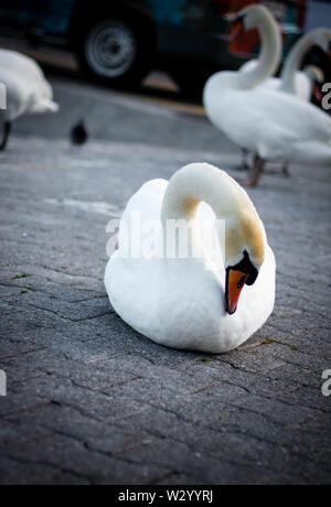 Elegant und anmutig Swan in Genf in der Schweiz selbst pflegen am Ufer des Genfer Sees Stockfoto