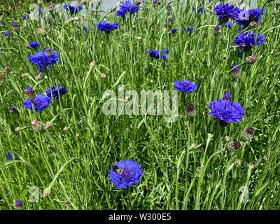 Kornblume Stockfoto