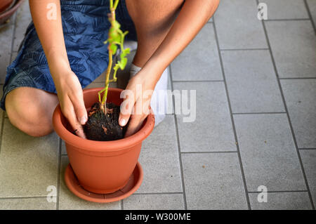 Eine junge Kaukasier junge bereitet eine blaubeere Anlage zu Pot. Er hält es in der Mitte der Vase, die bereits teilweise mit Erde gefüllt, waiti Stockfoto