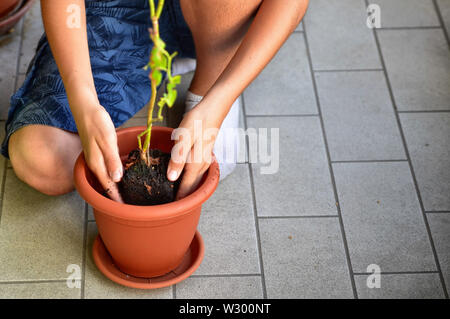 Eine junge Kaukasier junge bereitet eine blaubeere Anlage zu Pot. Er hält es in der Mitte der Vase, die bereits teilweise mit Erde gefüllt, waiti Stockfoto