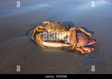 Seespinnen (Maja brachydactyla) in Wasser Pool, Strand Yayslas Borth Ceredigion Wales, UK, Mitte Juni 2019. Stockfoto