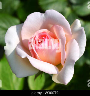 Nahaufnahme auf schöne rosa Rose Blume Blüte hell unter der Sonne auf grünem Hintergrund beleuchtet. Stockfoto