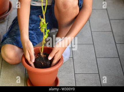 Eine junge Kaukasier junge bereitet eine blaubeere Anlage zu Pot. Er hält es in der Mitte der Vase, die bereits teilweise mit Erde gefüllt, waiti Stockfoto