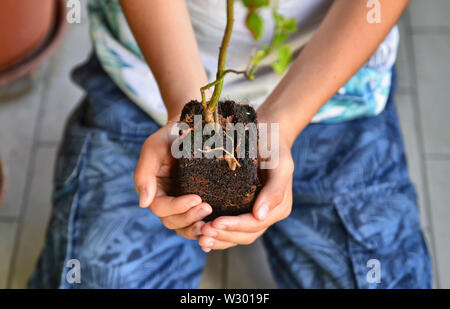 Eine junge Kaukasier junge bereitet eine blaubeere Anlage zu Topf, halten Sie es vorsichtig, Erstellen einer Vase mit seinen Händen. Schutz und Pflege. Stockfoto