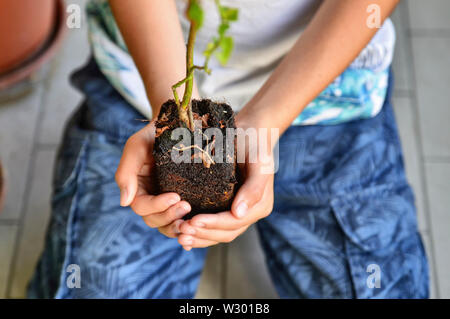 Eine junge Kaukasier junge bereitet eine blaubeere Anlage zu Topf, halten Sie es vorsichtig, Erstellen einer Vase mit seinen Händen. Schutz und Pflege. Stockfoto