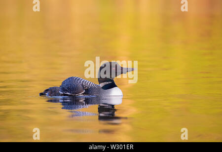 Gemeinsame Eistaucher (Gavia Immer) Schwimmen bei Sonnenaufgang in Ontario, Kanada. Stockfoto