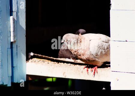 Nahaufnahme einer Taube in einem Nest mit einem dunklen Hintergrund auf einer hölzernen Oberfläche Stockfoto