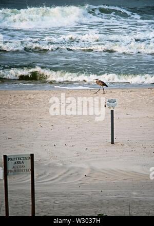 Gulf Shores, AL USA - 05/10/2019 - Blau Haron - Strand - Schilder - Kurven Stockfoto