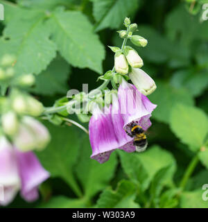 Eine Buff-Tailed Hummel fliegen in Richtung einer Blume Fingerhut auf der Suche nach Nektar in einem Garten in Alsager Cheshire England Vereinigtes Königreich Großbritannien Stockfoto