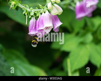 Eine Buff-Tailed Hummel fliegen in Richtung einer Blume Fingerhut auf der Suche nach Nektar in einem Garten in Alsager Cheshire England Vereinigtes Königreich Großbritannien Stockfoto