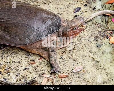 Gulf Shores, AL USA - 05/08/2019 - Florida Softshell Turtle Stockfoto