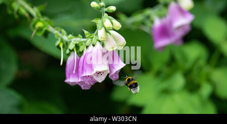 Eine Buff-Tailed Hummel fliegen in Richtung einer Blume Fingerhut auf der Suche nach Nektar in einem Garten in Alsager Cheshire England Vereinigtes Königreich Großbritannien Stockfoto