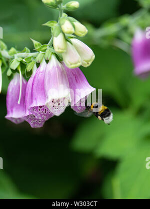 Eine Buff-Tailed Hummel fliegen in Richtung einer Blume Fingerhut auf der Suche nach Nektar in einem Garten in Alsager Cheshire England Vereinigtes Königreich Großbritannien Stockfoto