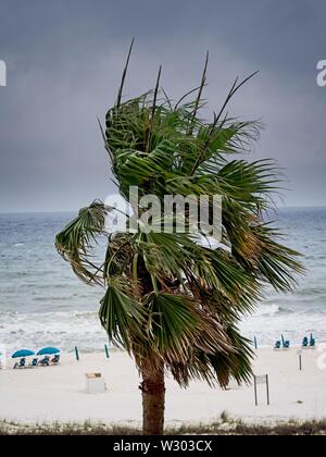 Gulf Shores, AL USA - 05/09/2019 - Palme am Strand mit stürmischen Himmel in B&W Stockfoto