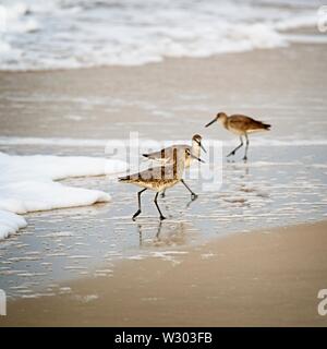 Gulf Shores, AL USA - 05/10/2019 - Shorebirds nach Essen suchen Stockfoto