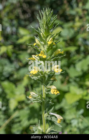 Gelbe Blüten gelb/Bartsia Parentucellia viscosa wächst in den feuchten Boden (Juni, Cornwall). Manchmal invasive Arten, klebrige Konsistenz. Stockfoto