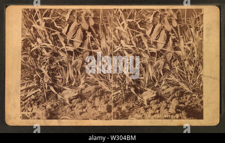 Unser Bug-Catcher, durch Wittick, Ben, 1845-1903 Stockfoto