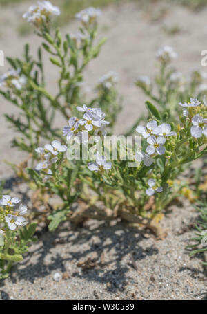 Blühende Meer Rakete/Cakile maritima auf einem sandigen Küste in Cornwall im Juni. Gemeinsame shoreline Werk in Großbritannien. Stockfoto