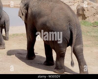 Blick von oben auf die Rückseite eines erwachsenen Elefanten auf dem Weg zu einem Pool von Wasser Stockfoto