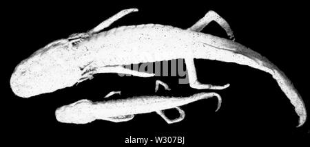 PSM V56 D0490 Blind salamander aus artesischen Brunnen in Texas Stockfoto