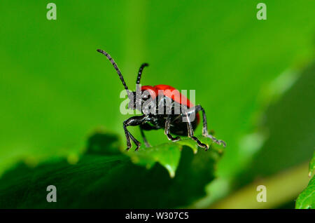 Lily Käfer (Lilioceris lilii)/Beetle/Scarlet Red Lily Lily Beetle/Lily Blatt Käfer. Kent, Großbritannien. Mai Stockfoto