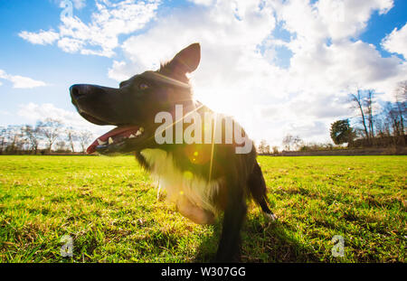 Verspielt reinrassige Border Collie Hund läuft im Freien im Stadtpark, sonniger Frühlingstag. Liebenswert, happy pet Spielen und Training für den gre Stockfoto