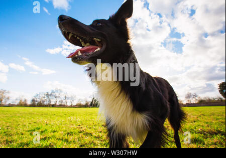 Close up Portrait von verspielt reinrassige Border Collie Hund im Freien spielen im Stadtpark. Adorable Welpen genießen Sie einen sonnigen Tag in der Natur, lustige op Stockfoto