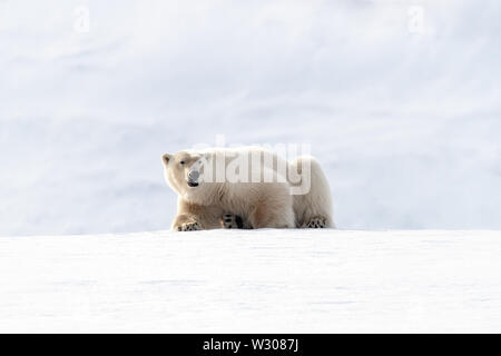 Erwachsenen männlichen Eisbär ruht auf dem Schnee und Eis von Svalbard, ein Norwegisches Archipel zwischen dem norwegischen Festland und dem Nordpol Stockfoto