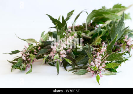 Motherwort - eine Heilpflanze mit einen beruhigenden Effekt Stockfoto