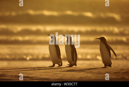 Nahaufnahme von Königspinguine (Aptenodytes patagonicus) auf einem sandigen Küste bei Sonnenaufgang stehen, Falkland Inseln. Stockfoto