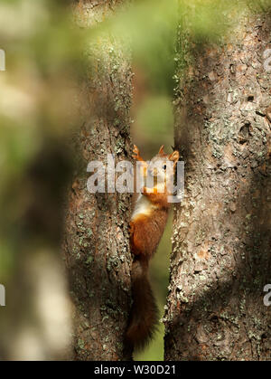 Nahaufnahme von einem roten Eichhörnchen (sciurus Vulgaris), die in einem Baum gehockt. Stockfoto