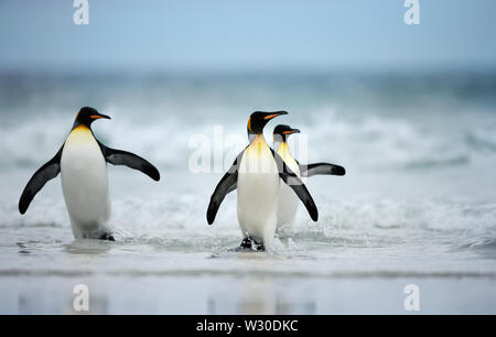 Drei Königspinguine Rückkehr aus dem Meer zu einer Küstenregion, Falkland Inseln. Stockfoto