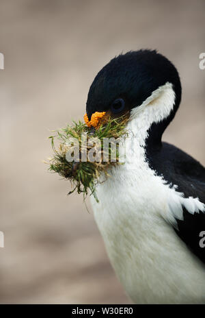 Nahaufnahme eines imperialen Shag (Leucocarbo atriceps) mit Nistmaterial im Schnabel, Falkland Inseln. Stockfoto