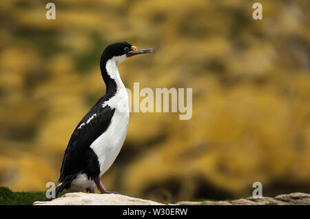 Nahaufnahme eines imperialen Shag (Leucocarbo atriceps) hoch auf einem Felsen, Falkland Inseln. Stockfoto