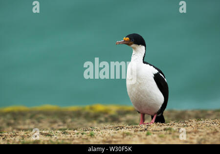 Nahaufnahme eines imperialen Shag (Leucocarbo atriceps), Falkland Inseln. Stockfoto