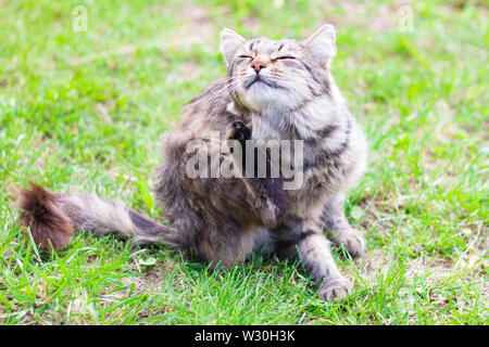 Schöne graue Katze sitzt auf dem Boden und Kratzer auf seinem Gesicht, selektiven Fokus Stockfoto