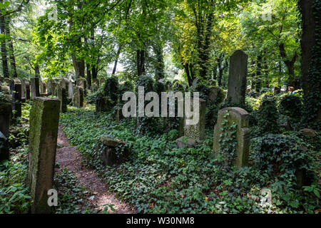 Alte, vernachlässigte Grabsteine unter dem Gestrüpp, in der Neue Jüdische Friedhof in Kazimierz, dem historischen jüdischen Viertel, in Krakau, Polen. Stockfoto