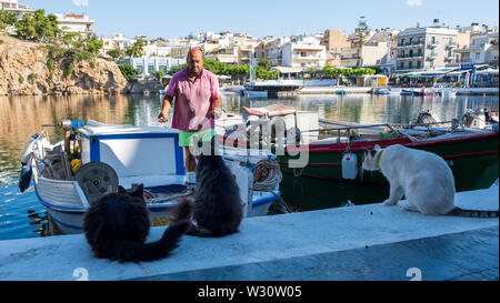 Hungrige Katzen für Fischerboot in Agios Nikolaos, Kreta, Griechenland warten Stockfoto